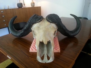 Curiosities - Buffalo skull